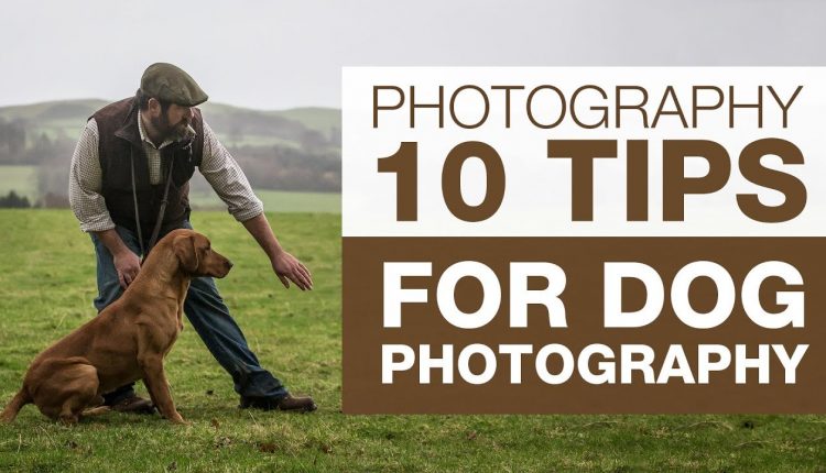PHOTOGRAPHY BASICS | 10 Tips for Dog Photography