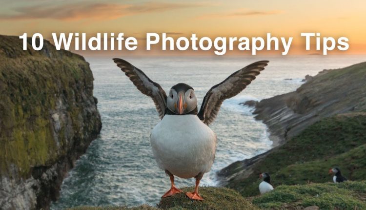 10 Wildlife Photography Tips You Can’t Miss | Nature Photography Tips