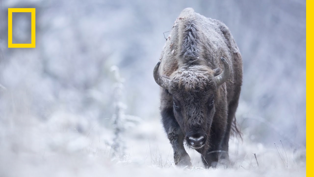 Join a Wildlife Photographer on the Hunt for the Perfect Shot | Short Film Showcase