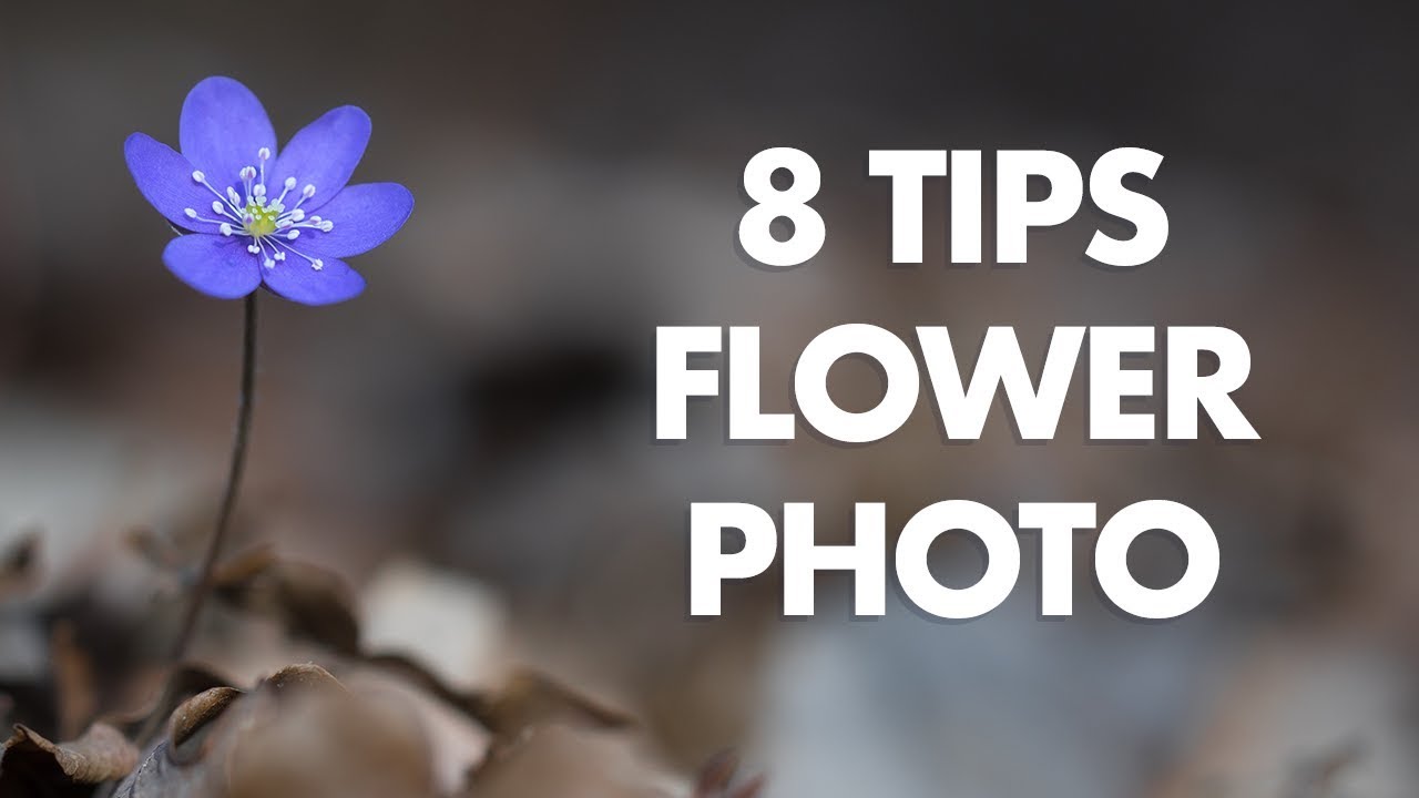 My 8 Best Tips for Flower Photography