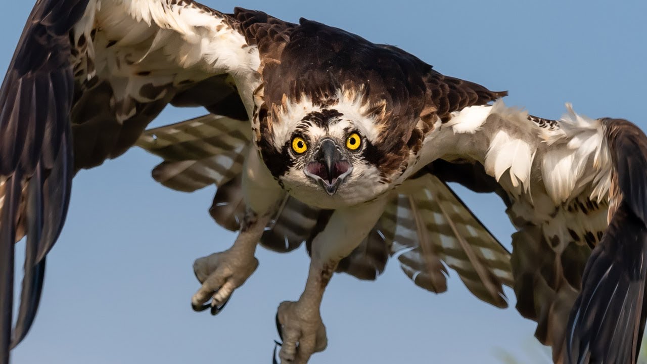 Nikon D500, D850 & Sony A9 Capture Amazing Detail and Amazing Bird in Flight Osprey Photography