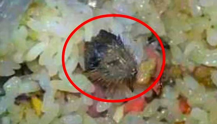 Student's Photo of Rat Head in School Cafeteria Rice Circulating on Internet