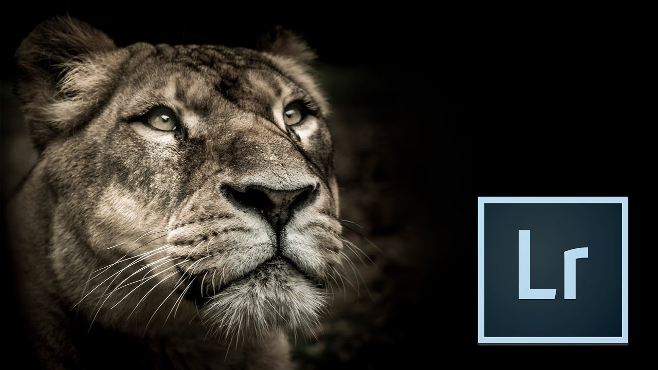 How to turn your Zoo Photography into Fine Art with Lightroom