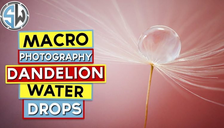 Macro Photography | Water drops on dandelion clocks