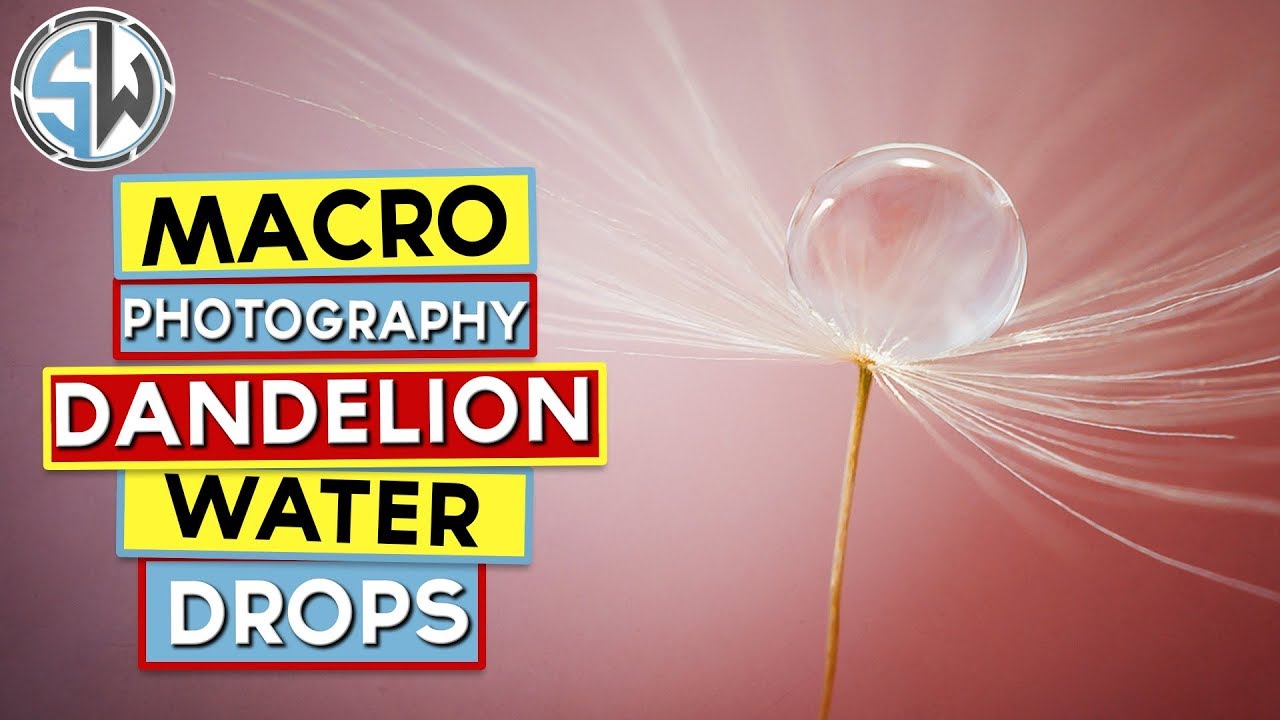 Macro Photography | Water drops on dandelion clocks