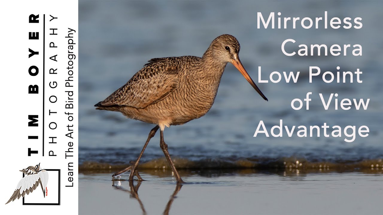 Mirrorless Camera Low Point of View Advantage for Bird Photography