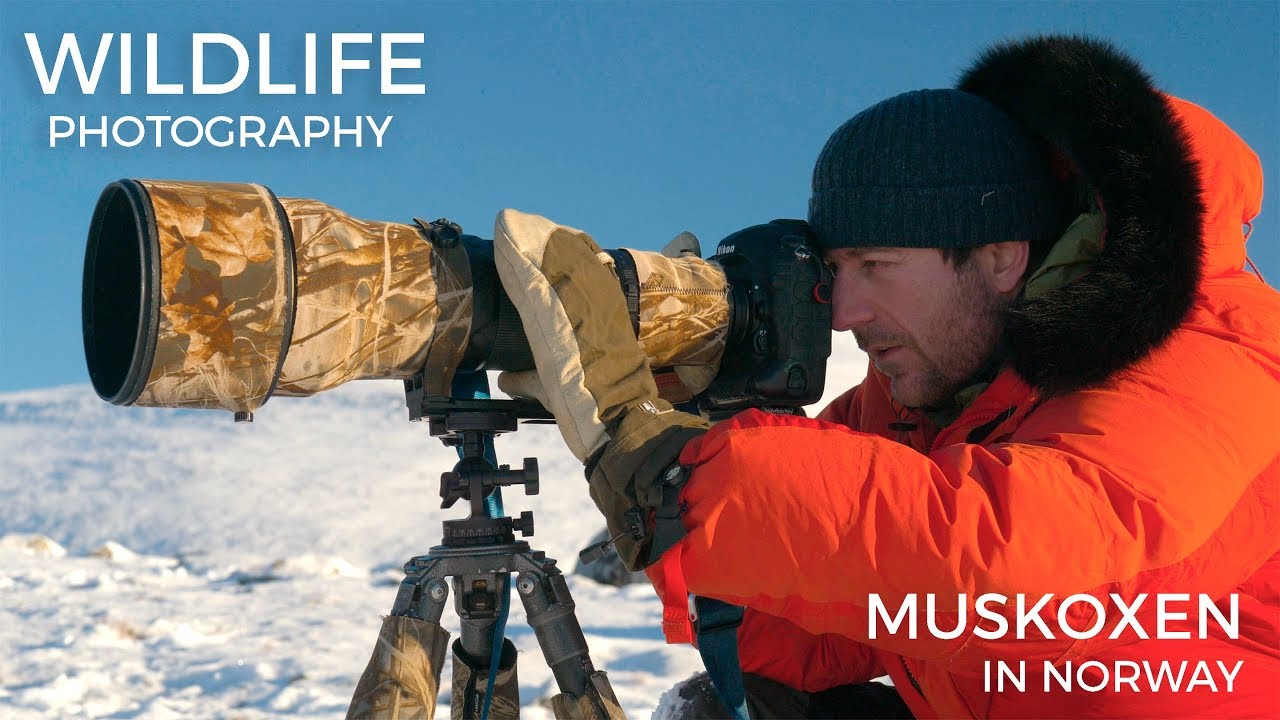 Wildlife photography - Musk Oxen part 1 | Behind the scenes with wildlife photographer Morten Hilmer