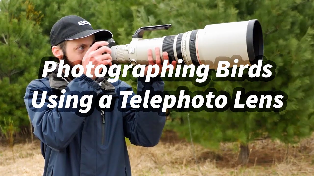 Bird Photography With Telephoto Lenses: Finding Wildlife Faster in Camera Viewfinder