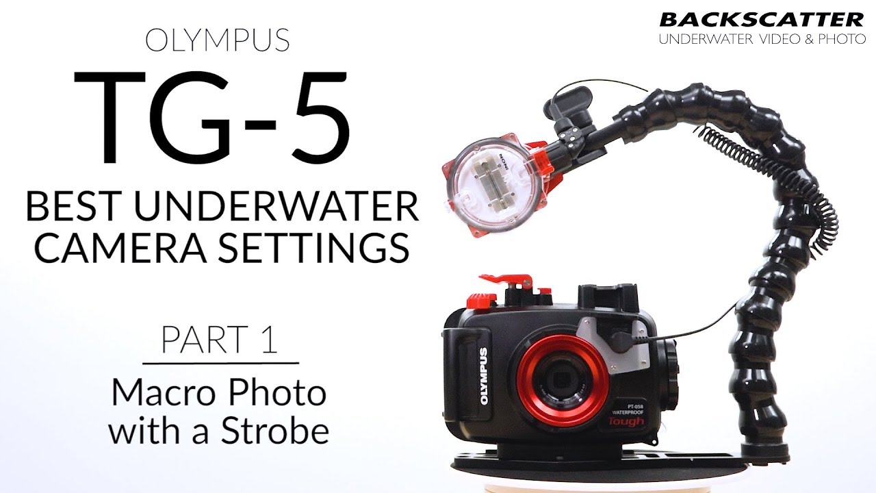 Part 1: Macro Photo with a Strobe | Olympus TG-5 Best Camera Settings for Underwater Photography