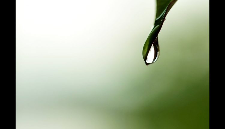 Macro Photography with Nikon 55mm f/2.8 AI-s Lens