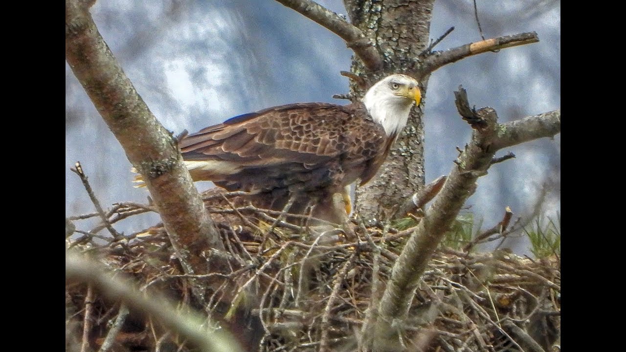 Lake Junaluska Nesting Eagles - Carolina Photo Art