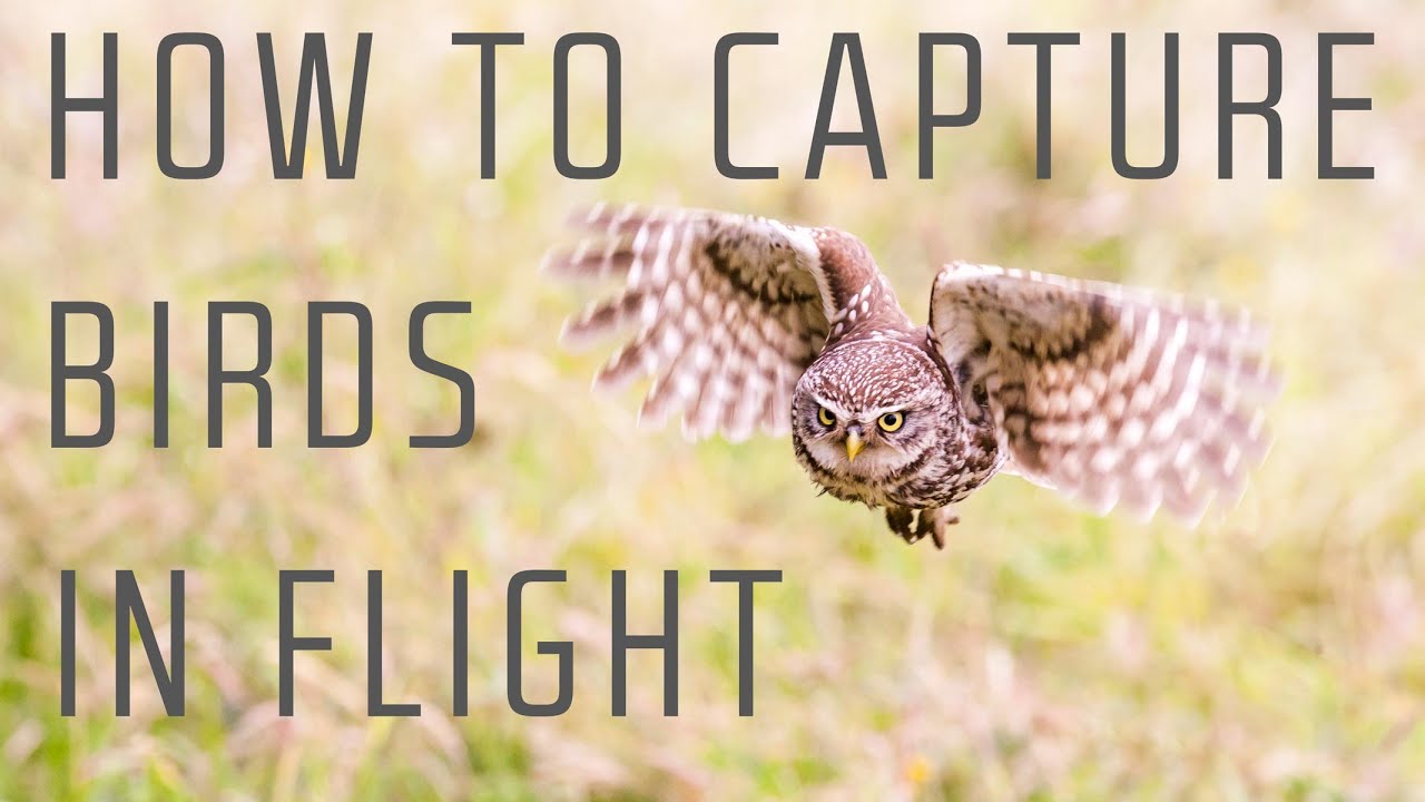 How to capture birds in flight - Wildlife Photography Tutorial