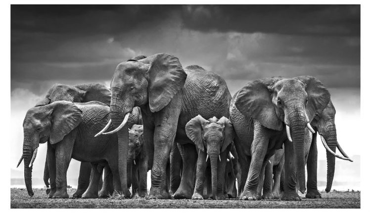 David Yarrow Reveals his Photography Secrets - Learn Photography