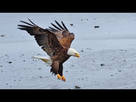 How to Photograph Eagles and other Birds of Prey - Joseph Classen