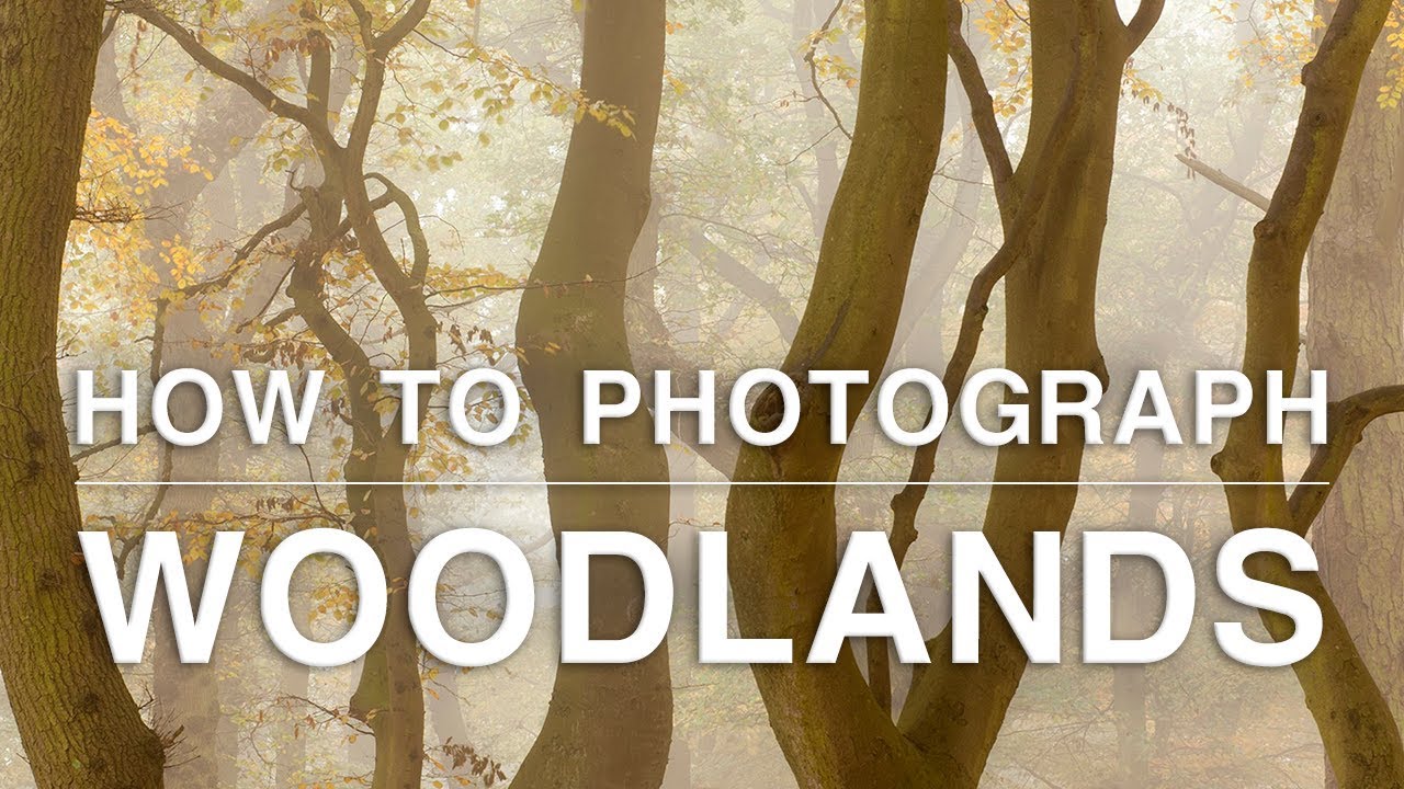 How to Photograph Trees, Mushrooms and Rivers | Woodland Photography Tips