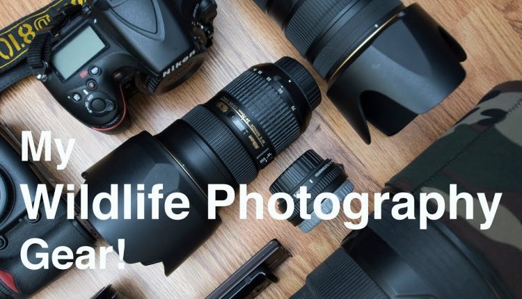 What's in my Wildlife Photography Camera bag