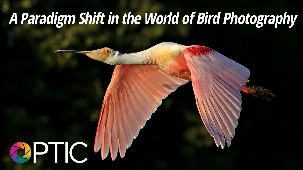 Optic 2016: A Paradigm Shift in the World of Bird Photography