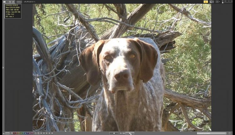Webinar  How To  Garden Photography   A Budding Floral Photographer s Paradise
