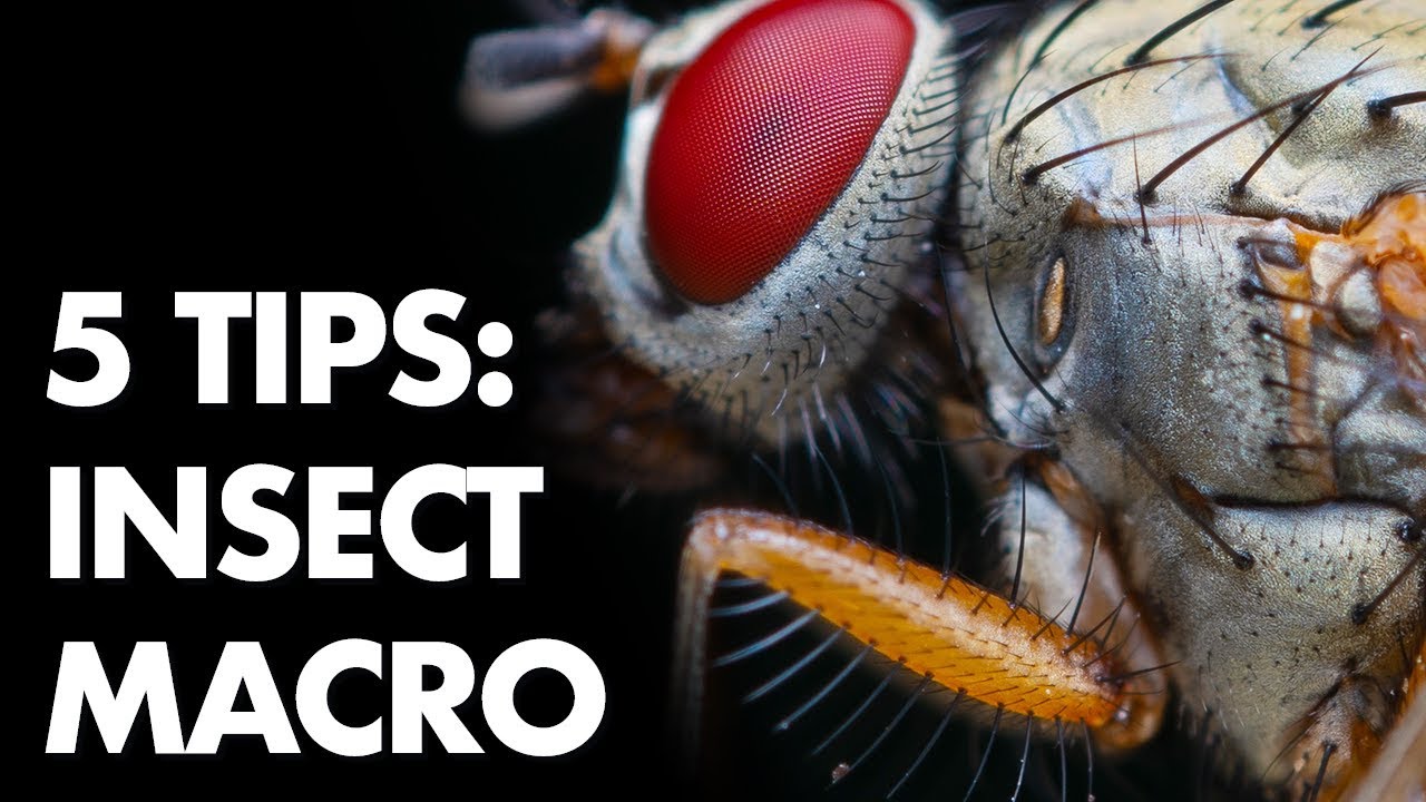 5 Tips for Freehand Insect Macro Photography