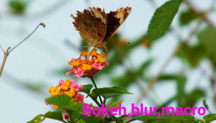 Editing Bokeh,macro,blur dengan ponsel | Photo camera ponsel Ala DSLR