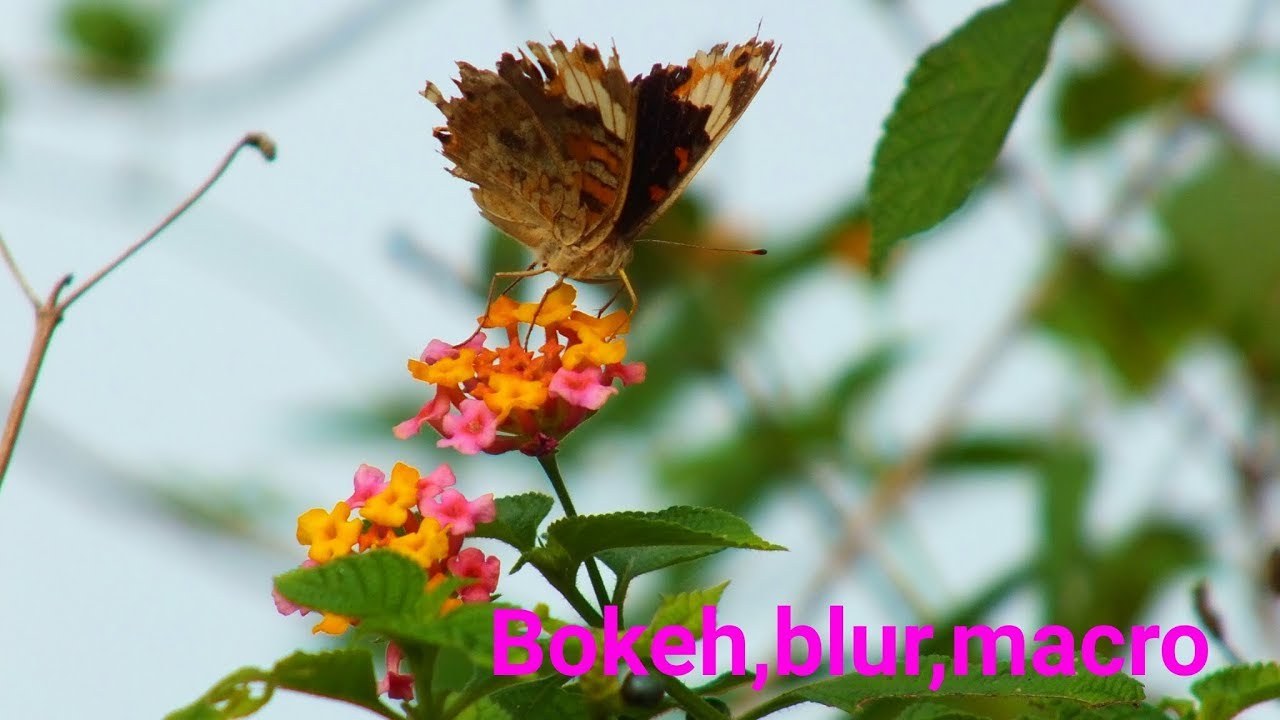 Editing Bokeh,macro,blur dengan ponsel | Photo camera ponsel Ala DSLR