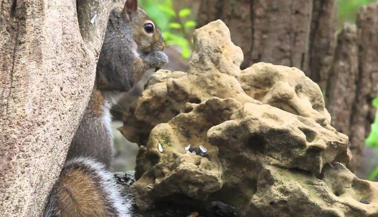 How to Attract and Photograph Birds in Your Own Backyard