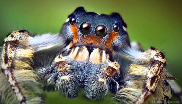 An Introduction to High-Magnification Macro Photography