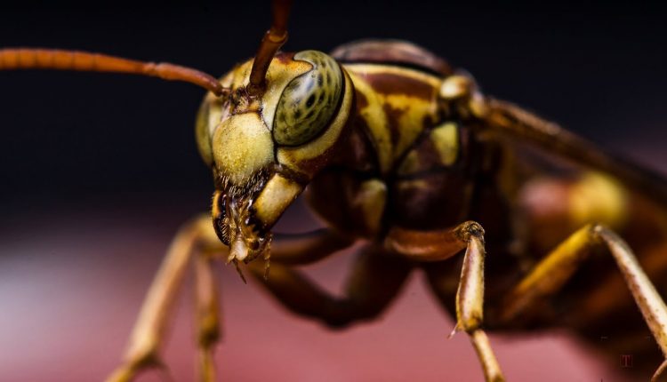 Macro Photography - Hornet - Studio shot - walk-through
