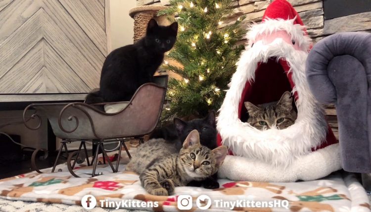 Kitten family photo fail - TinyKittens.com