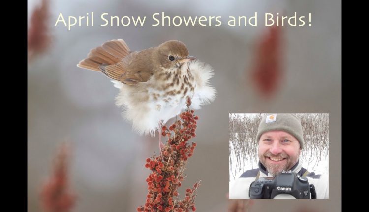 Wildlife Photography--April Snowstorm Birds-- The Hermit Thrush!