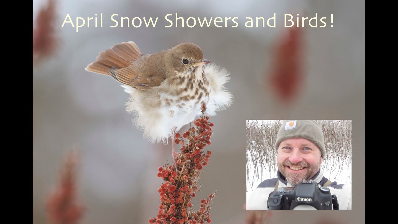 Wildlife Photography--April Snowstorm Birds-- The Hermit Thrush!