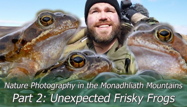 Unexpected Frisky Frogs | Wildlife Photography in the Monadhliath Mountains Part 2 | Nikon Z7