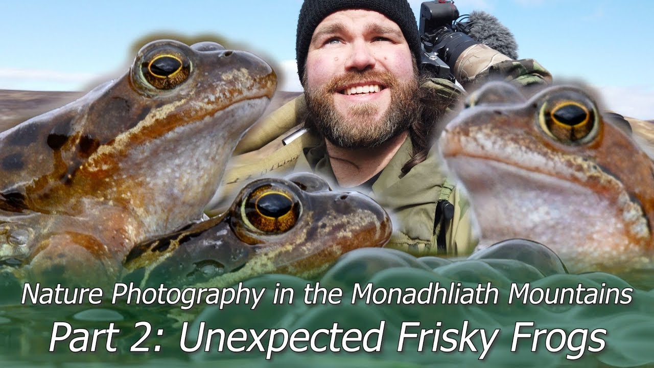 Unexpected Frisky Frogs | Wildlife Photography in the Monadhliath Mountains Part 2 | Nikon Z7