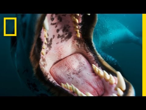 Face-to-Face with a Leopard Seal | Nat Geo Live