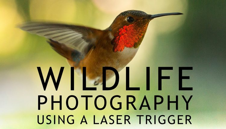 Wildlife Photography Using a Laser Trigger