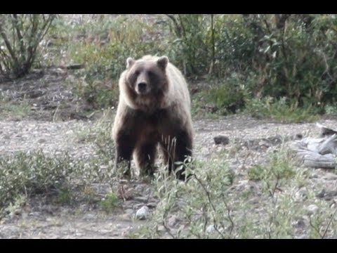 Hiker Taking Photos is Killed by Grizzly Bear.