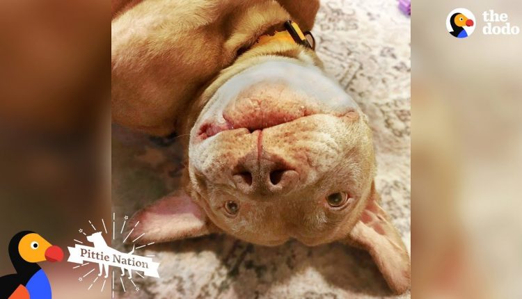 Senior Pittie Gets A Second Chance At Puppyhood | The Dodo Pittie Nation