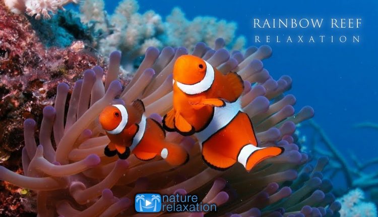 3HRS Stunning Underwater Footage + Relaxing Music | French Polynesia, Indonesia 4K Upscale