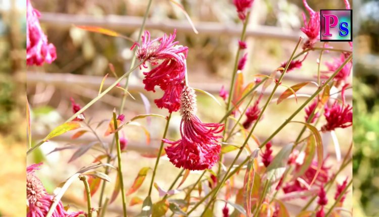 Videography vlogs part  01 | Photo studio PS