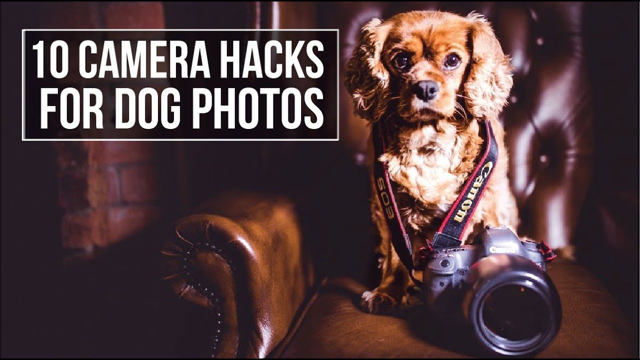 10 CAMERA HACKS for DOG PHOTOGRAPHY