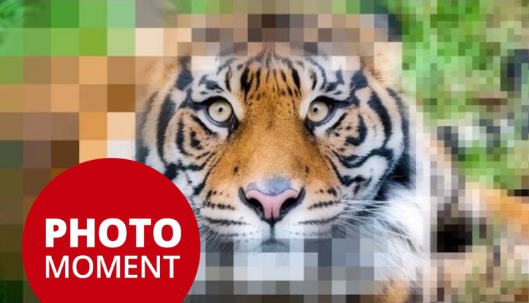 Understanding Resolution; PPI, DPI for Print and Digital | PhotoJoseph’s Photo Moment 2017-02-28