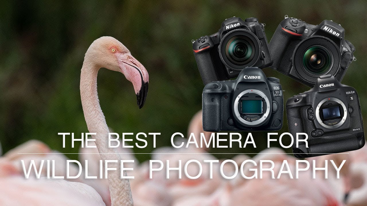 What is the Best Camera for Wildlife Photography? | Wildlife Photography Tips