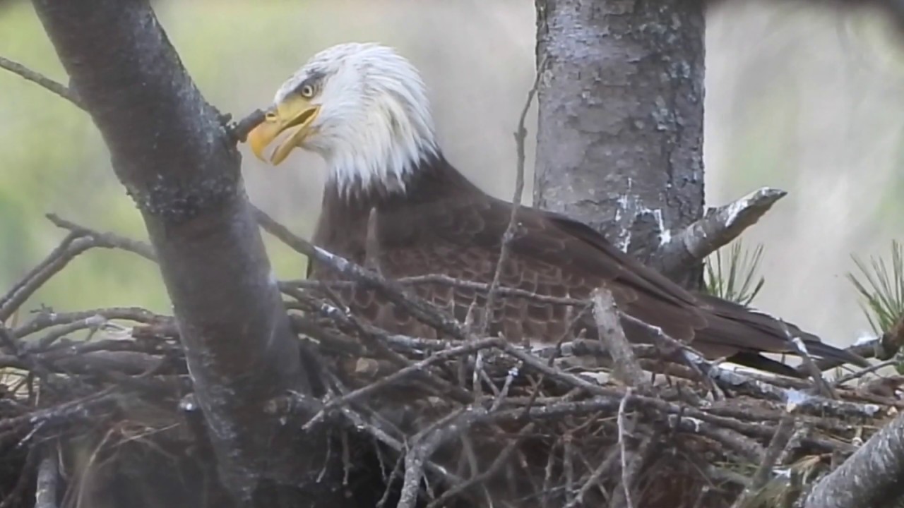 Lake Junaluska Baby Eagles 2019 - Waynesville, NC - Haywood County - Carolina Photo Art.com