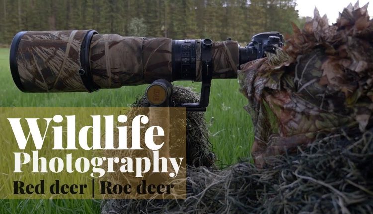 WILDLIFE PHOTOGRAPHY | Red deer and roe deer