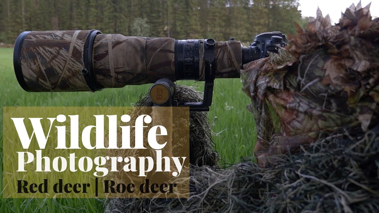 WILDLIFE PHOTOGRAPHY | Red deer and roe deer
