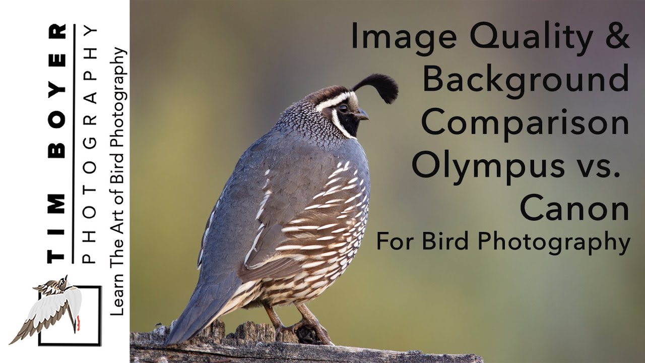 Image Quality & Background Comparison Olympus & Canon For Bird Photography