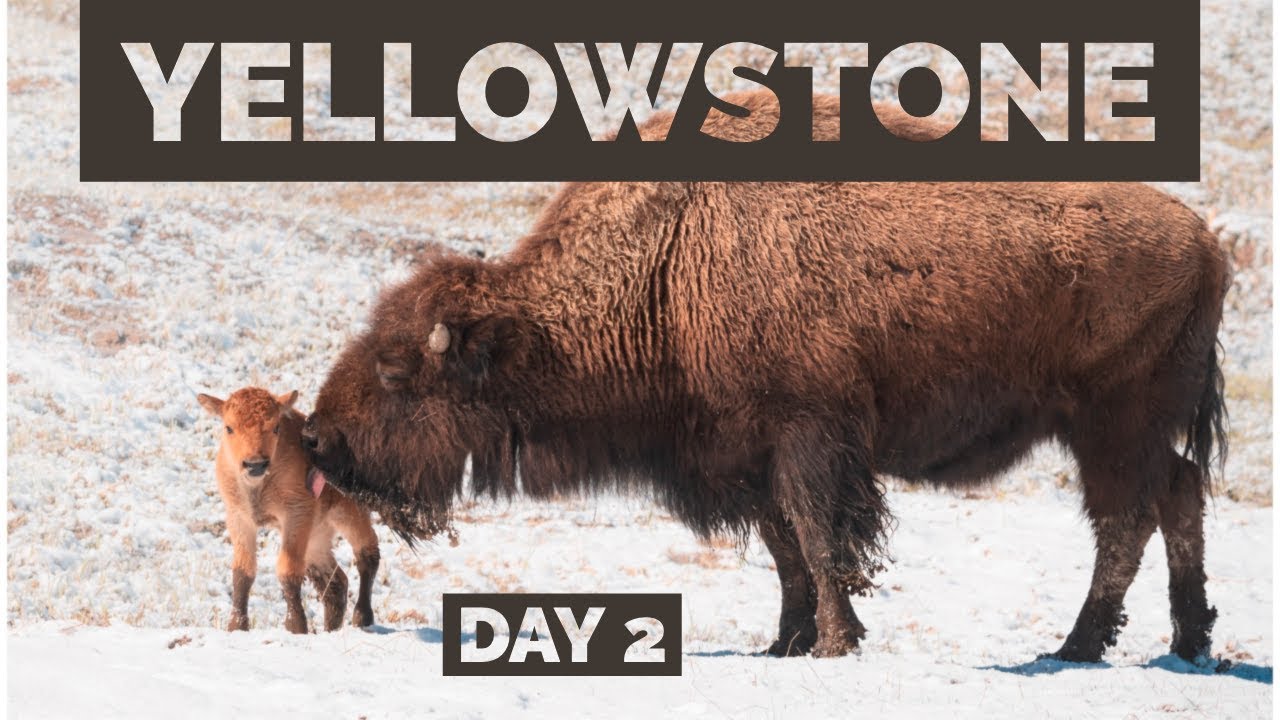 Springtime Wildlife Photography in Yellowstone - Day 2